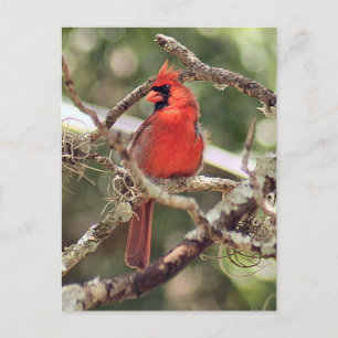 男性の(鳥)ショウジョウコウカンチョウ写真はがき ポストカード