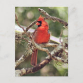 男性の（鳥）ショウジョウコウカンチョウ写真はがき ポストカード (正面)