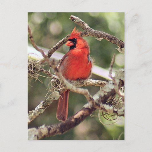 男性の（鳥）ショウジョウコウカンチョウ写真はがき ポストカード (正面)