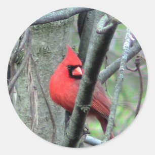 男性の(鳥)ショウジョウコウカンチョウ写真シール ラウンドシール