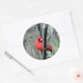 男性の（鳥）ショウジョウコウカンチョウ写真シール ラウンドシール (封筒)