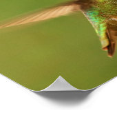 男性アンナのハミングバード – Rudy 2 ポスター (角)