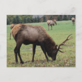 男性エルク写真〔雄ジカの〕枝角フィールド秋 ポストカード (正面)