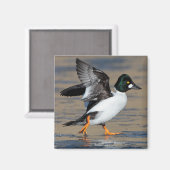 男性ゴールデンアイフラップ マグネット (正面/裏面)