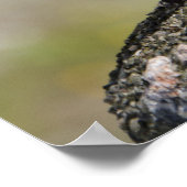 男性チャフインチ(ワイルドフリジラケルベツ) ポスター (角)