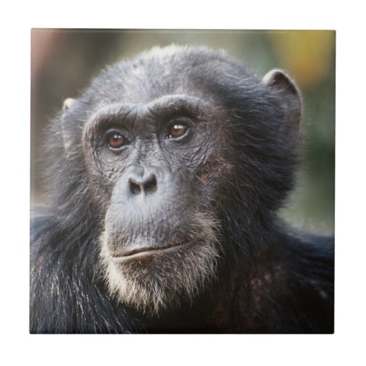 男性チンパンジーのクローズアップ タイル (正面)