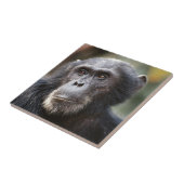 男性チンパンジーのクローズアップ タイル (側面)