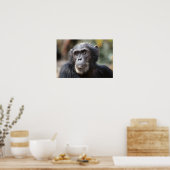 男性チンパンジーのクローズアップ ポスター (キッチン)
