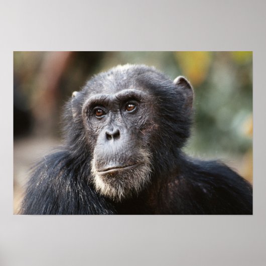 男性チンパンジーのクローズアップ ポスター (正面)