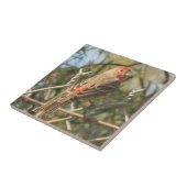 男性ハウスフィンチタイル タイル (側面)