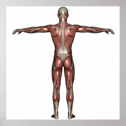 男性ポスターの筋肉 ポスター (正面)