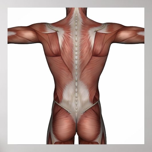 男性ポスターの筋肉 ポスター (正面)