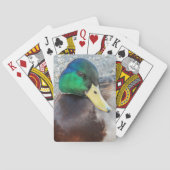 男性マラードアヒルの写真 トランプ (裏面)