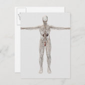 男性リンパ系の医学的イラストレーション ポストカード (正面/裏面)