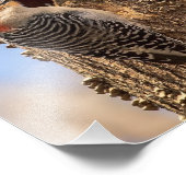 男性レッドベリーウッドペッカー撮影プリント フォトプリント            (角)