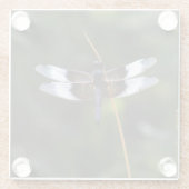 男性未亡人スキマードラゴンフライ ガラスコースター (裏面)