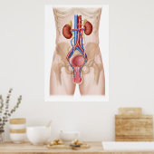 男性泌尿器系の解剖学 ポスター (キッチン)