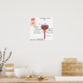 男性泌尿器，ラベル付き図。 ポスター (キッチン)