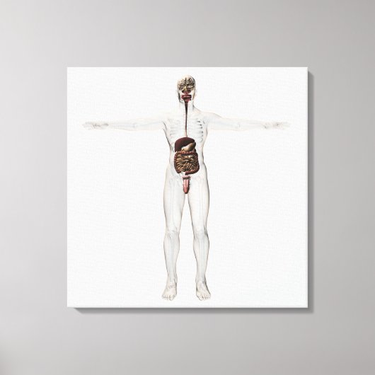 男性消化器系の医療イラストレーション キャンバスプリント (正面)