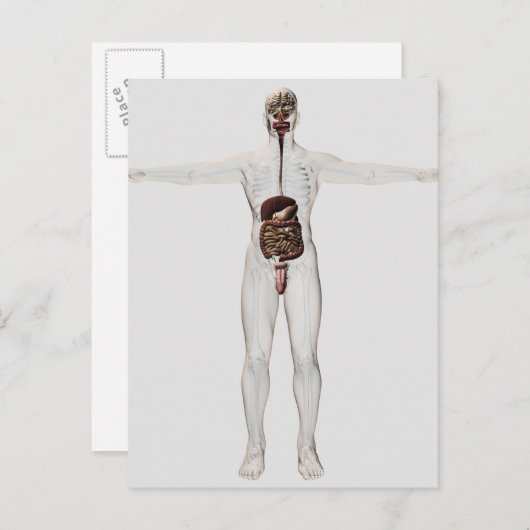 男性消化器系の医療イラストレーション ポストカード (正面/裏面)
