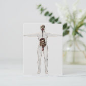 男性消化器系の医療イラストレーション ポストカード (スタンド正面)