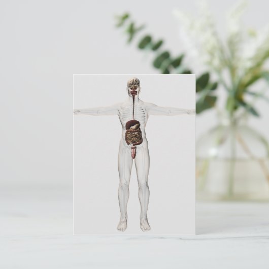 男性消化器系の医療イラストレーション ポストカード (スタンド正面)