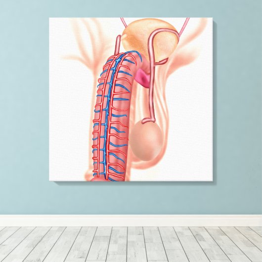 男性生殖器官の解剖学 キャンバスプリント (インサイチュ (ウッドフロア))