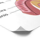 男性生殖器系ポスター ポスター (角)