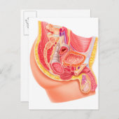 男性生殖系の解剖学 ポストカード (正面/裏面)