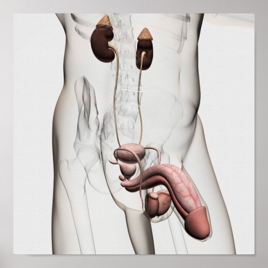 男性生殖系の3Dイラストレーション1 ポスター (正面)