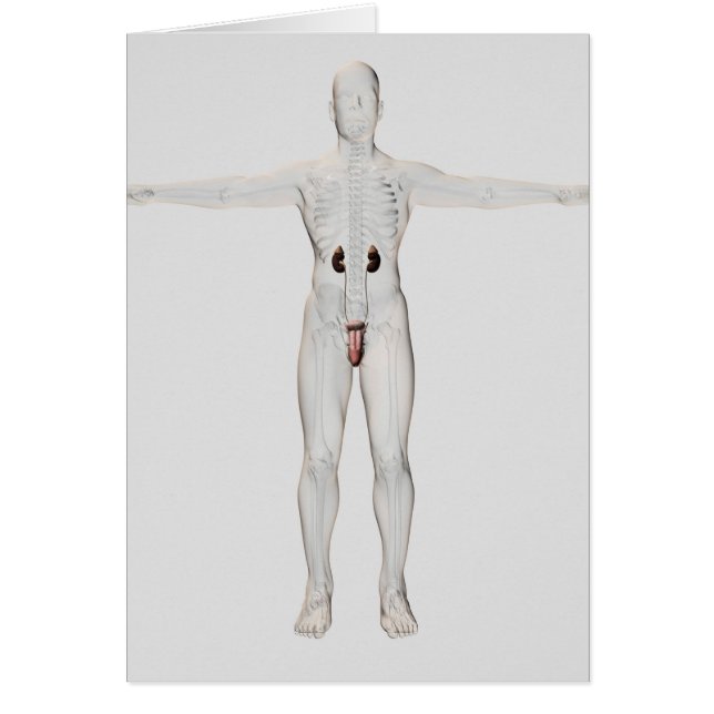 男性生殖系の3Dイラストレーション2 (正面)