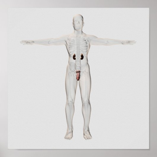 男性生殖系の3Dイラストレーション2 ポスター (正面)