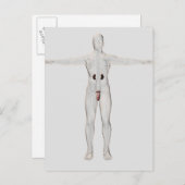 男性生殖系の3Dイラストレーション2 ポストカード (正面/裏面)