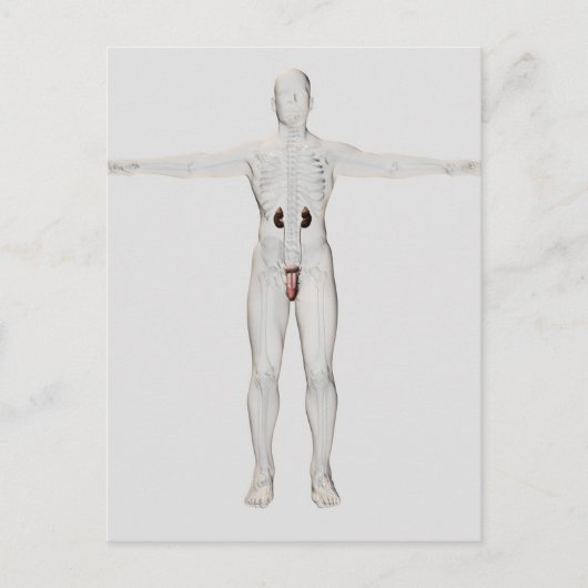 男性生殖系の3Dイラストレーション2 ポストカード (正面)