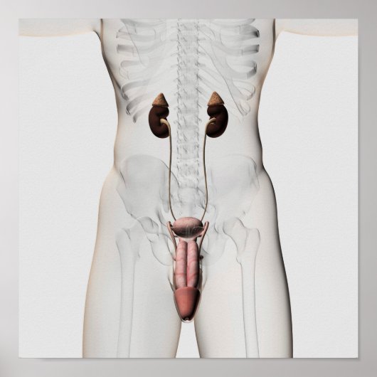 男性生殖系の3Dイラストレーション3 ポスター (正面)