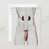 男性生殖系の3Dイラストレーション3 ポストカード (正面/裏面)