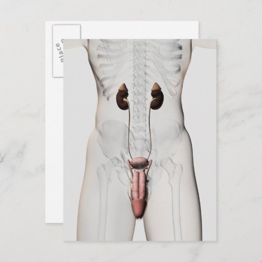 男性生殖系の3Dイラストレーション3 ポストカード (正面/裏面)