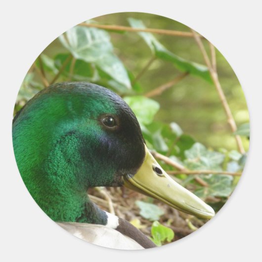 男性用マラードアヒル頭シール ラウンドシール (正面)