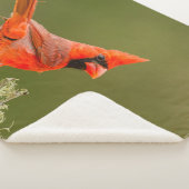 男性用(鳥)ショウジョウコウカンチョウオン肢体 シェルパブランケット (3/4)