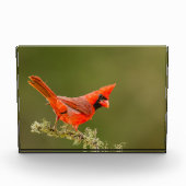 男性用（鳥）ショウジョウコウカンチョウオン肢体 フォトブロック (正面)