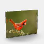 男性用（鳥）ショウジョウコウカンチョウオン肢体 フォトブロック (左)