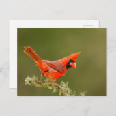 男性用（鳥）ショウジョウコウカンチョウオン肢体 ポストカード (正面/裏面)