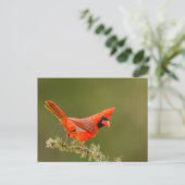 男性用（鳥）ショウジョウコウカンチョウオン肢体 ポストカード (スタンド正面)