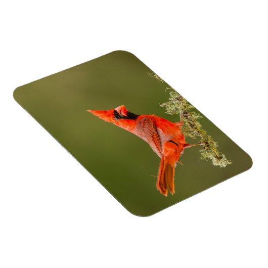 男性用(鳥)ショウジョウコウカンチョウオン肢体 マグネット (右側)