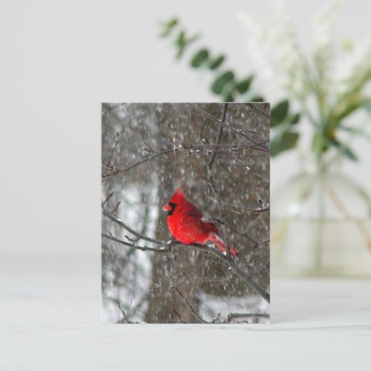 男性用（鳥）ショウジョウコウカンチョウ ポストカード (スタンド正面)