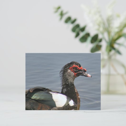 男性用Muscovy Duckフォトポストカード ポストカード (スタンド正面)