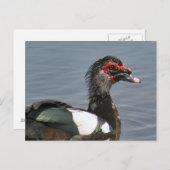 男性用Muscovy Duckフォトポストカード ポストカード (正面/裏面)