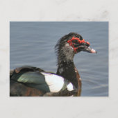男性用Muscovy Duckフォトポストカード ポストカード (正面)