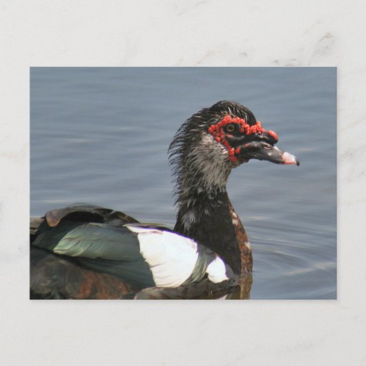 男性用Muscovy Duckフォトポストカード ポストカード (正面)