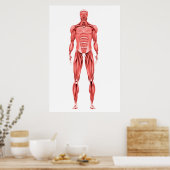 男性筋系の医学的イラストレーション2 ポスター (キッチン)
